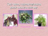 Растения, нормализующие дыхательную систему. БЕГОНИЯ ТРАДЕСКАНЦИЯ