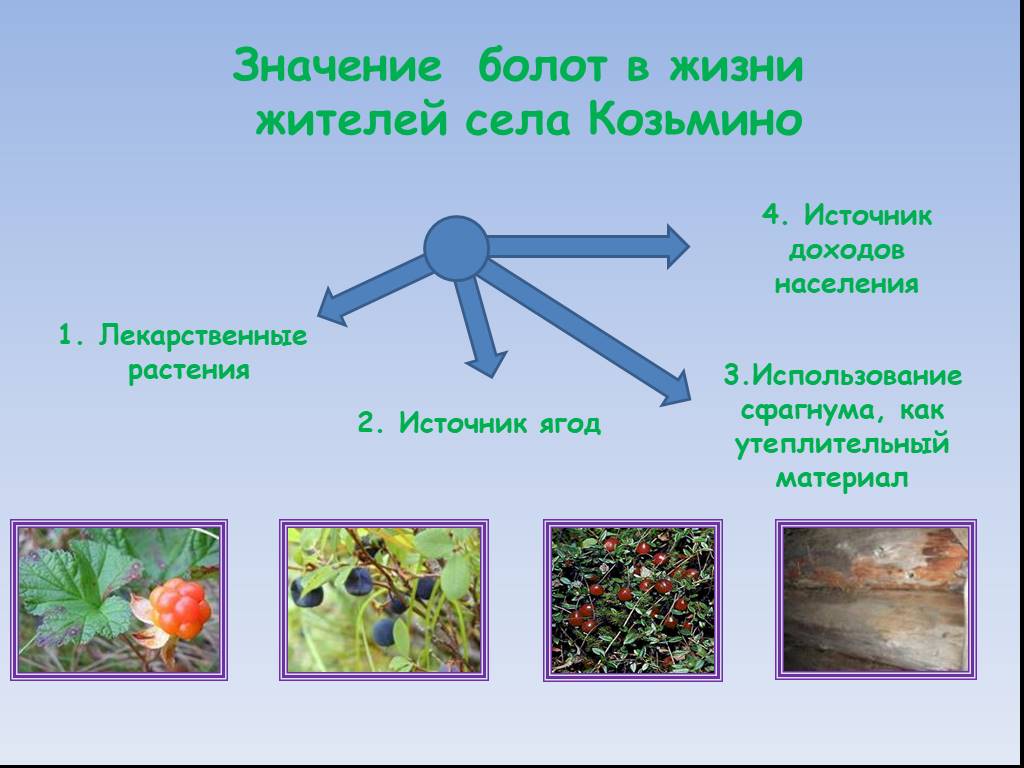 Значение болот. Роль растений в болоте. Значение болот в жизни человека. Значение болот в природе. Значение болот в природе и жизни человека.