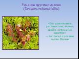 «Это удивительное растение или, вернее, крайне остроумное животное» — так писал о росянке Чарльз Дарвин. Росянка круглолистная (Drósera rotundifólia)