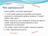 Что запомнил? Какая рыбка считается вампиром? У этой рыбы живот растягивается как мешок, умещается пойманная добыча целиком. О какой рыбке идёт речь? Рыбка получила свое название, потому что носит с собой подсвечивающее устройство у глаз. Напомните её название. Эта рыбка умеет ловить рыбу с помощью 