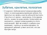 Зубатые, крылатые, полосатые. В морских глубинах живут самые разные рыбы. Одни из них вооружены крупными зубами. Им прятаться не нужно, сами за себя могут постоять. Спасаться от врагов – целая наука. Если умеешь летать, можно из воды улететь. Когда полёта не получается, следует замаскироваться и ста