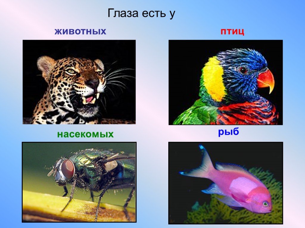 Мир глазами животных проект 3 класс