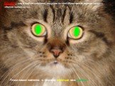 Кошки, как и любые хищники, ведущие ночной образ жизни, хорошо видят в тёмное время суток. Глаза кошки светятся в темноте жёлтым или зелёным.