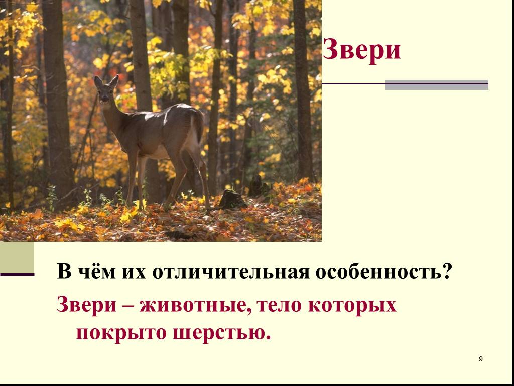 Особенности животных 2 класс. Животные тело которых покрыто шерстью называются. Отличительные особенности зверей. Звери особенности для детей. Звериные особенности окружающий мир 2 класс.