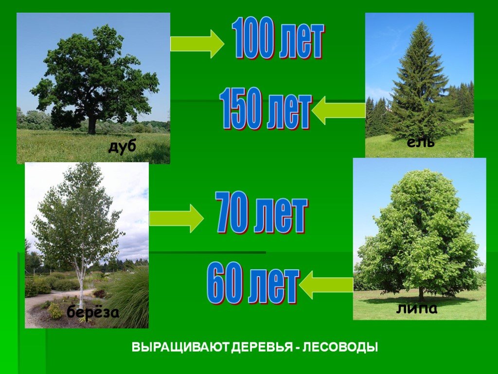 Береза жизнь дерева. Сосна Продолжительность жизни дерева. Берёза Продолжительность жизни дерева. Долго жизненные деревья. Высота березы.