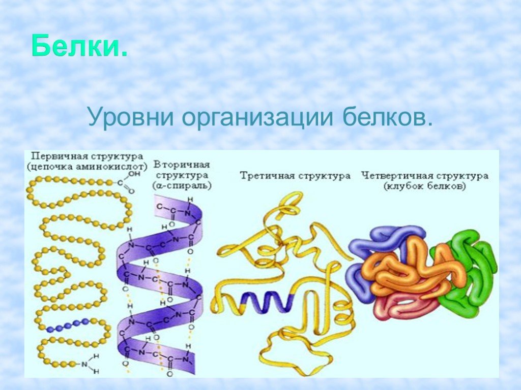 4 организации белка. 4 Уровня структурной организации белка. Структурная организация белков. Уровни организации белков. Уровни структурной организации белка.