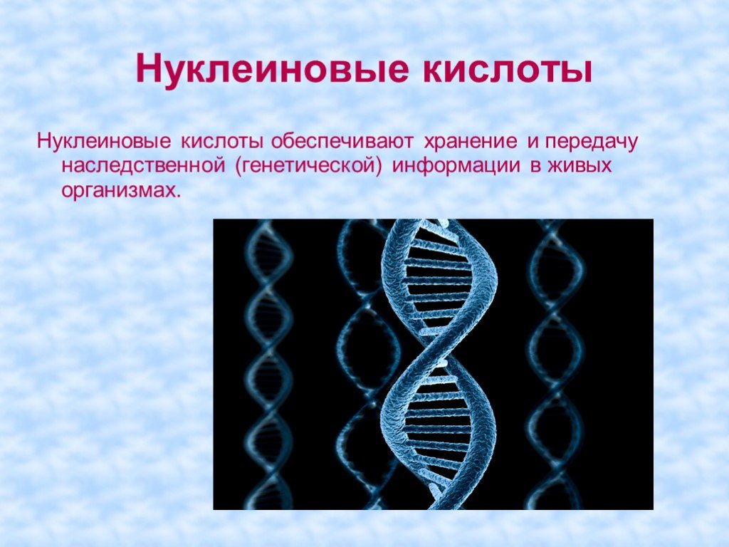 Кислота в живой клетке. Нуклеиновые кислоты. Хранение и передачу генетической информации обеспечивают. Нуклеиновые кислоты презентация.