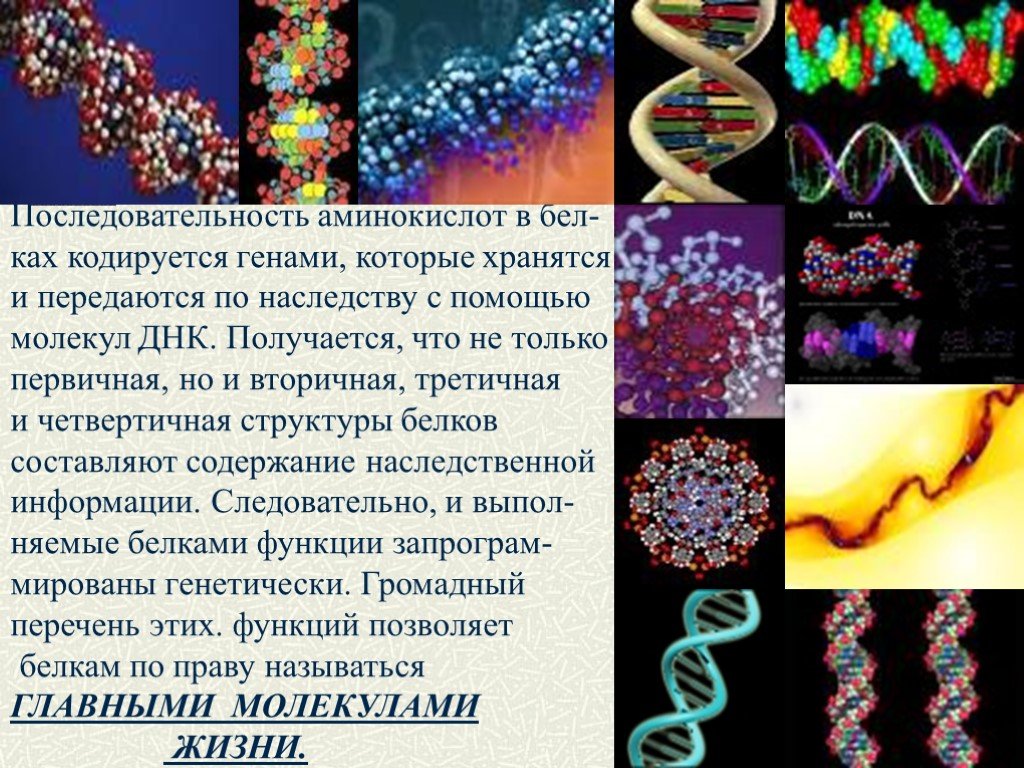 Структура белка закодирована в молекуле днк. Структуры ДНК первичная вторичная и третичная четвертичная. Структуры белка первичная вторичная третичная четвертичная. Первичная структура белка кодируется. Последовательность аминокислот.