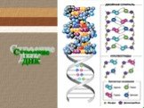 Строение ДНК