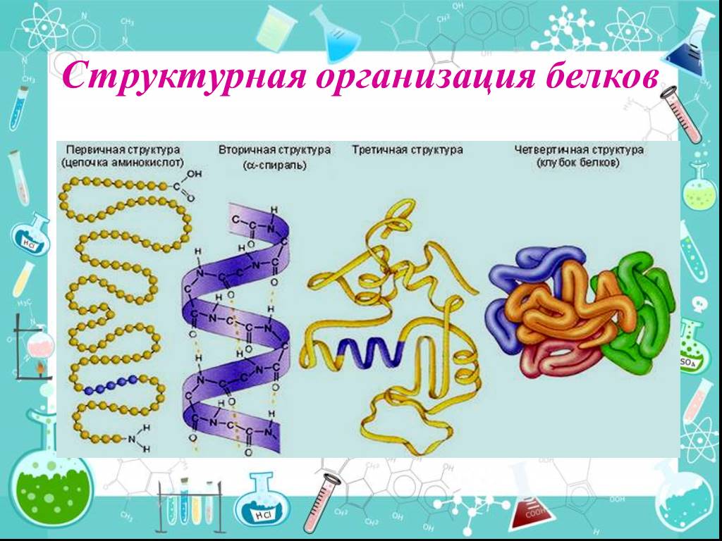 В организации белковых. Первичный и вторичный уровни организации белковой молекулы. Структурная организация белков. Первичная вторичная и третичная структура белков. Уровни структурной организации белков.