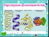 Структурная организация белков