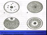 Типы яйцеклеток по распределению желтка: а – алецитальная, б – изолецитальная, в – телолецитальная, г – центролецитальная.