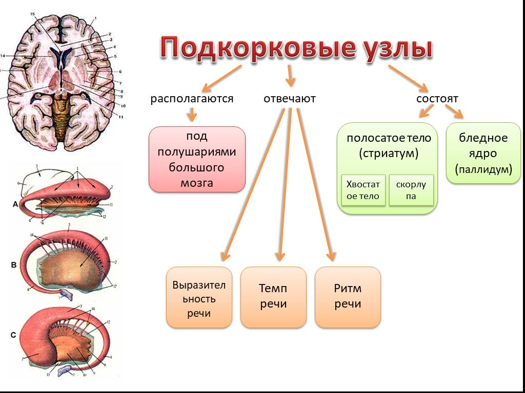 Подкорка головного мозга. Подкорковые функции головного мозга. Анатомия физиология подкорковых узлов. Головной мозг подкорковые ядра структура и функции. Строение подкорковых структур мозга.