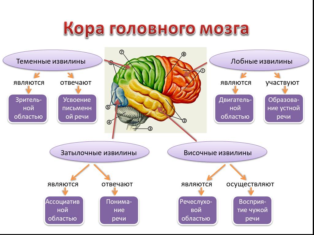 Характеристика коры головного мозга