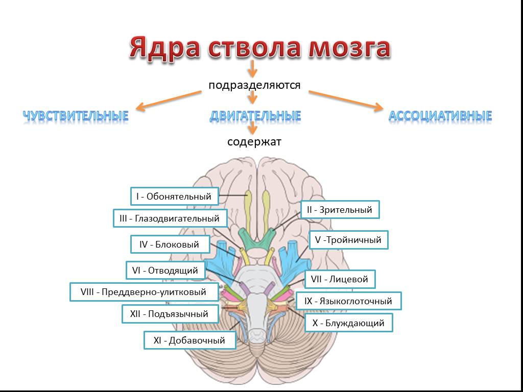 Ядра мозга образованный. Ядра ствола мозга схема. Ствол головного мозга ядра ЧМН. Чувствительные ядра ствола мозга. Ствол мозга ядра каких нервов.