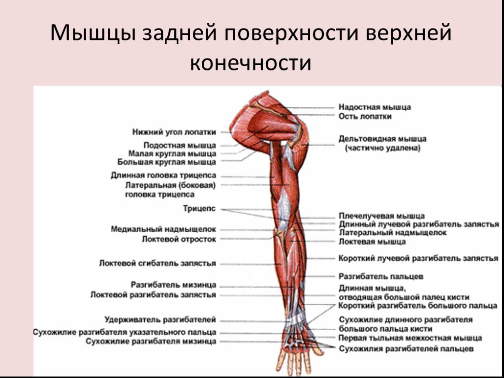 Заболевание мышц рук. Мышцы верхней конечности анатомия. Поверхностные мышцы верхних конечностей. Мышцы верхней конечности анатомия вид спереди.