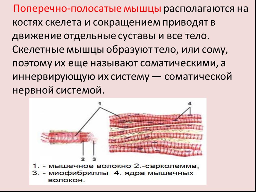 Какими свойствами обладает клетки мышечной ткани. Поперечно-полосатая Скелетная мышечная ткань. Поперечнополосатая мышечная ткань строение. Поперечнополосатая Скелетная мышечная ткань. Составные части поперечно полосатых мышц.