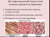 Три вида мышечной ткани в теле человека (разные по строению): 1 Гладкая (мышцы внутренних органов, сосудов, кожи) 2 Поперечно-полосатая (мышцы скелета) 3 Поперечно-полосатая сердечная.