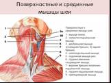 Поверхностные и срединные мышцы шеи