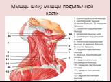 Мышцы шеи; мышцы подъязычной кости