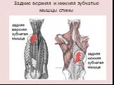 Задние верхняя и нижняя зубчатые мышцы спины