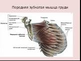 Передняя зубчатая мышца груди