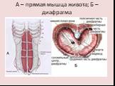 А – прямая мышца живота; Б – диафрагма