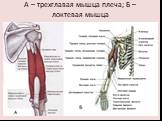 А – трехглавая мышца плеча; Б – локтевая мышца
