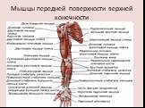 Мышцы передней поверхности верхней конечности