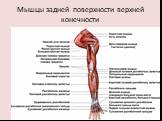 Мышцы задней поверхности верхней конечности