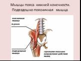 Мышцы пояса нижней конечности. Подвздошно-поясничная мышца