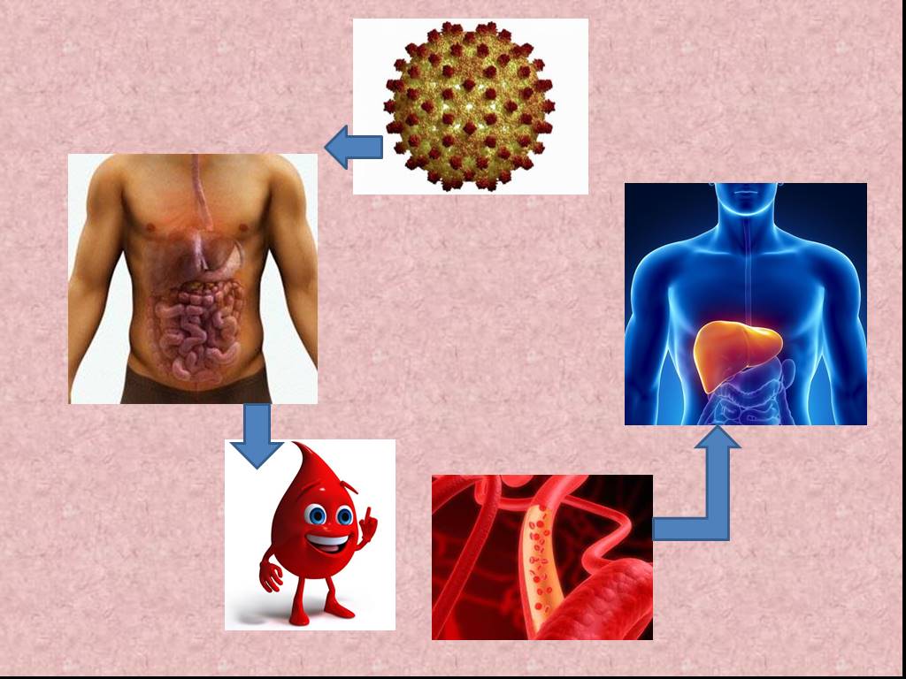 После попадания в организм. Вирусный гепатит е пути передачи.