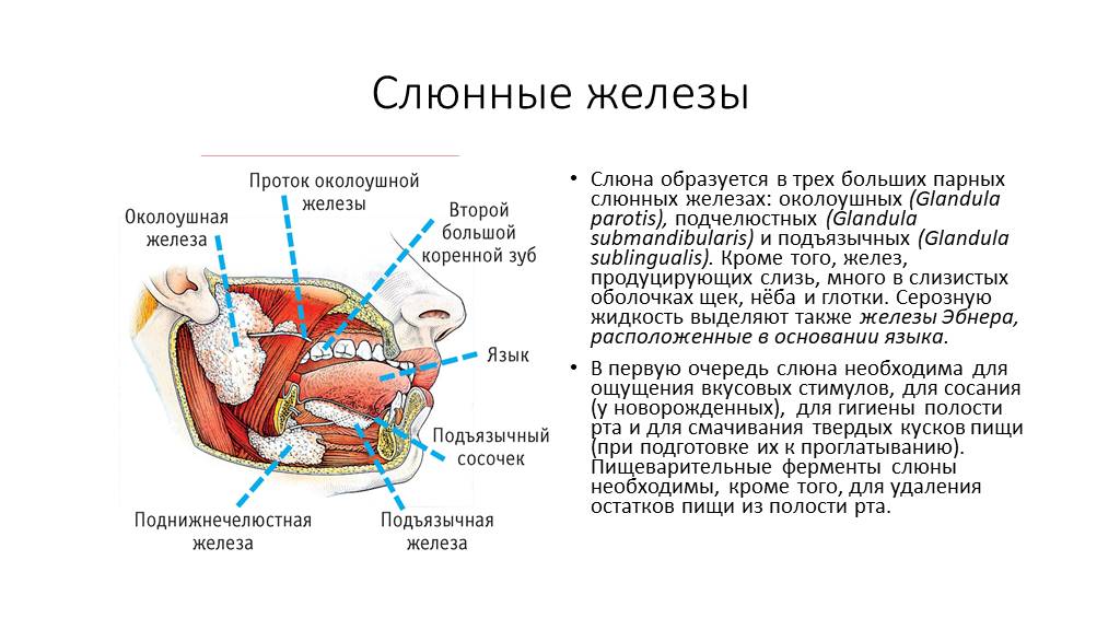 Проток околоушной железы анатомия. Протоки подъязычной слюнной железы. Для околоушной железы характерны