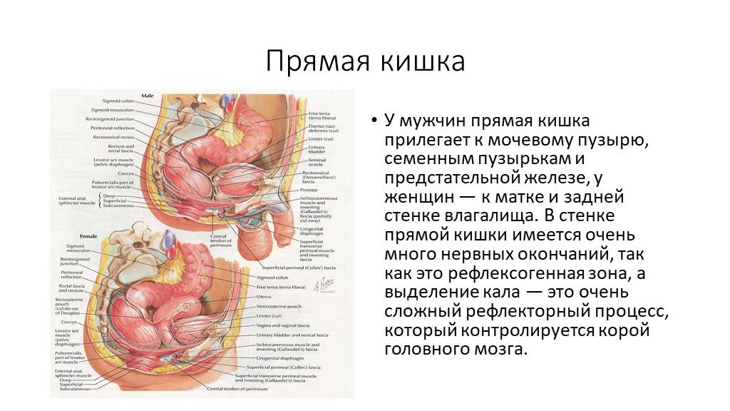 Задняя поверхность мочевого пузыря у мужчин прилежит. Анатомия мочевой пузырь и кишечник расположение. Мочевой пузырь и прямая кишка анатомия. Анатомия человека кишечник ,мочевой пузырь. Прямая кишка и матка расположение.