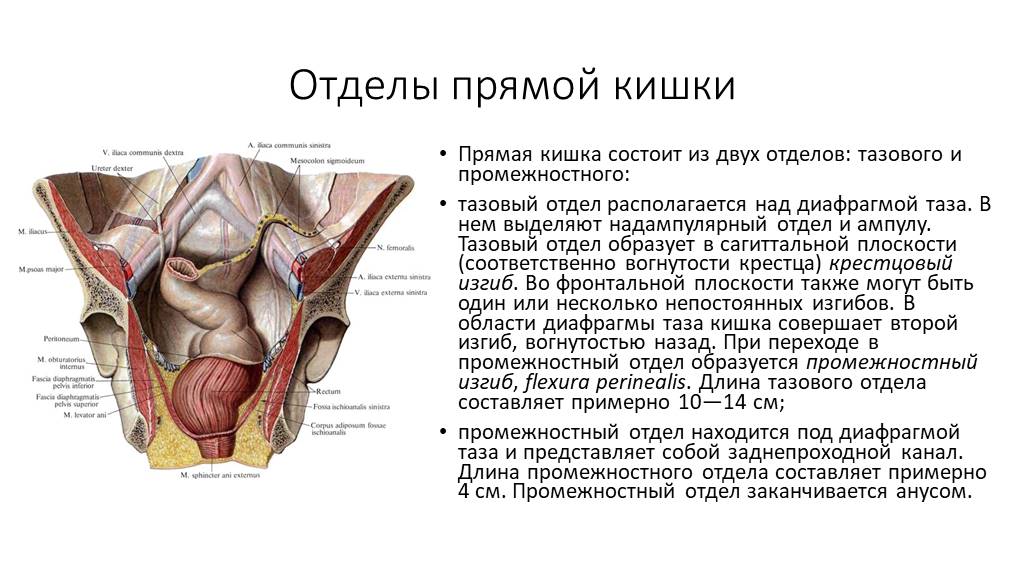 Какая длина канала. Промежностный отдел прямой кишки. Прямая кишка отделы анатомия. Топографическая анатомия прямой кишки. Прямая кишка анатомия топография.