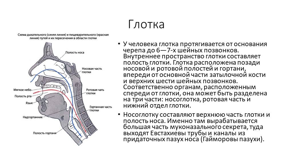 Полость глотки