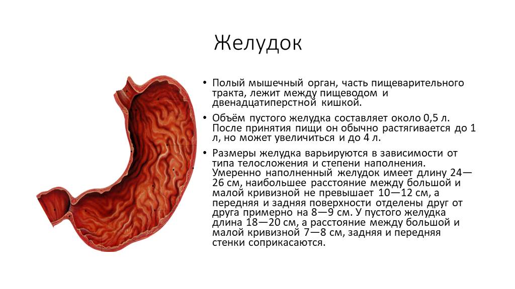 Желудок взрослого человека