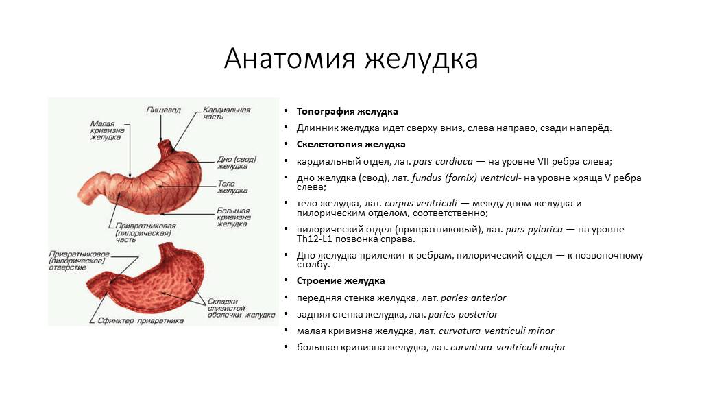 Желудок функция отдела. Желудок топография строение. Анатомическое строение,расположение,функции желудка. Пилорический отдел желудка скелетотопия. Топографическое строение желудка.