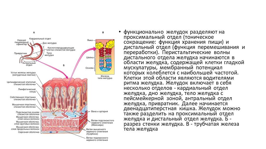 Желудок функция отдела. Тоническое сокращение проксимального отдела желудка. Структурная единица желудка. Проксимальный отдел желудка.