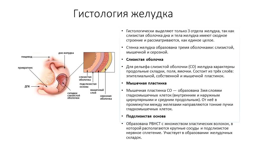 Пищеварительная система презентация гистология