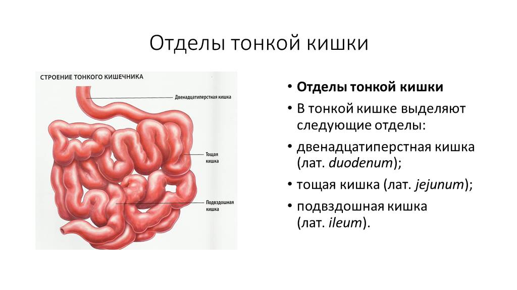 Тонкая кишка биология. Тонкая кишка анатомия строение. Тонкий кишечник строение анатомия. Тонкая кишка отделы строение функции. Тонкий кишечник строение отделы.