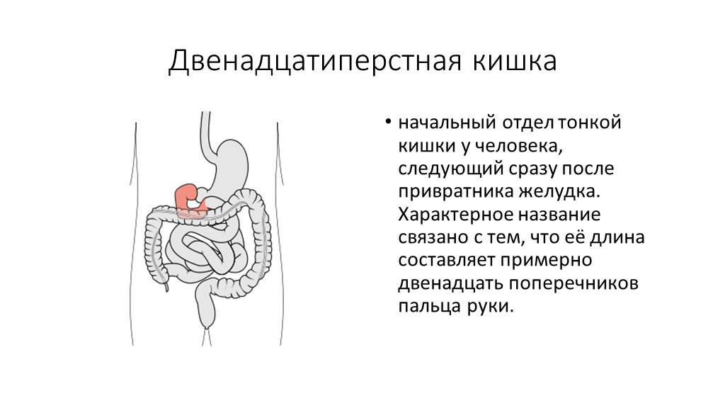 12 перстная кишка развитие