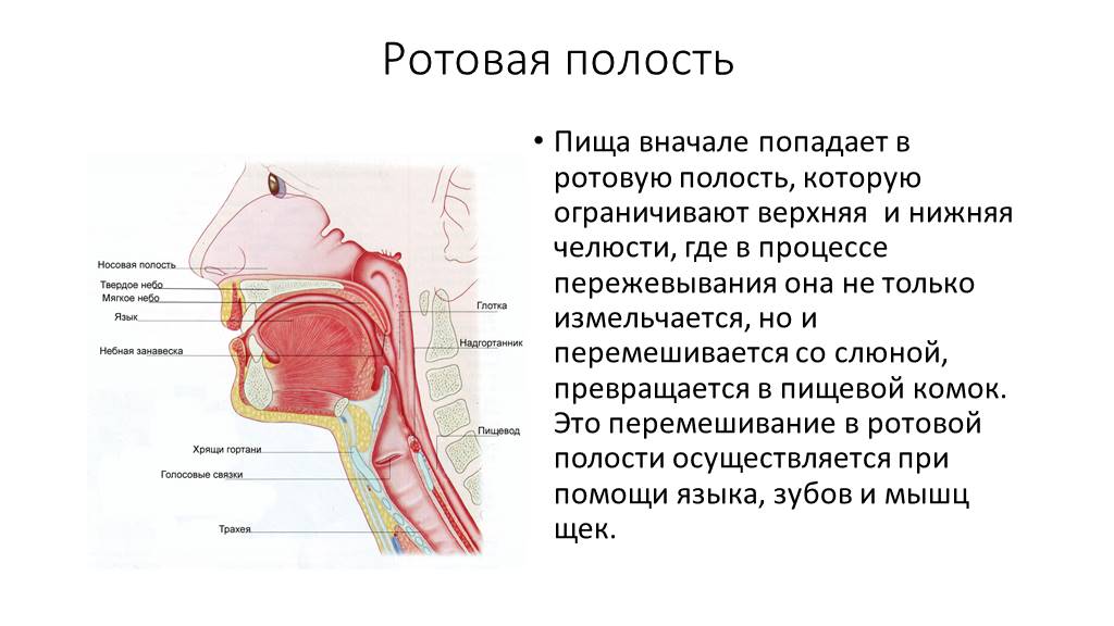 Полость где. Еда попадает в ротовую полость. Ротовая полость основные пищеварительные процессы. Изменение пищи в ротовой полости.