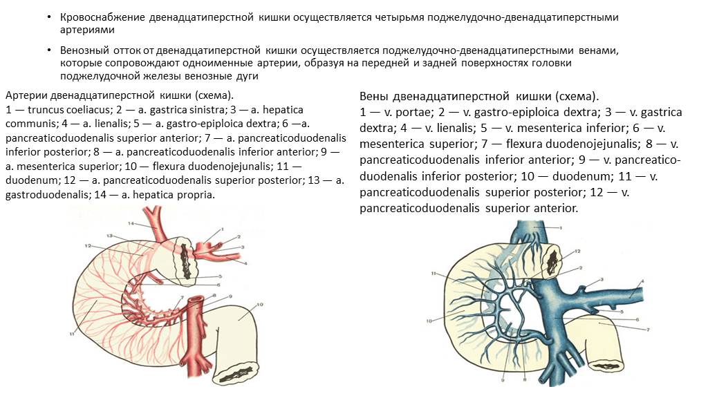 Лимфатические узлы поджелудочной железы. Иннервация 12 перстной кишки схема. Кровоснабжение и иннервация 12 перстной кишки. Двенадцатиперстная кишка кровоснабжение и иннервация. Кровоснабжение иннервация лимфоотток 12 перстной кишки.