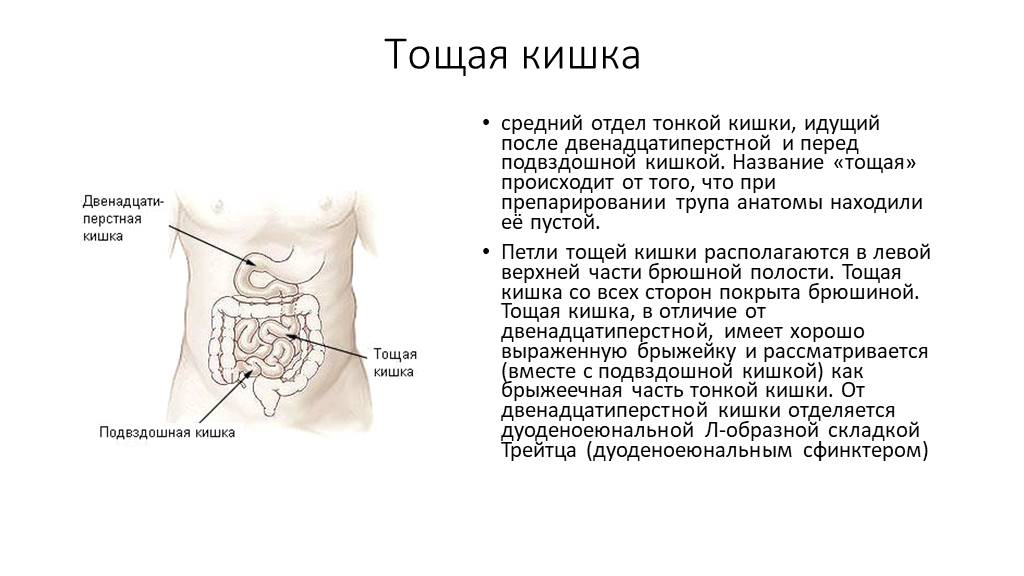 Подвздошная кишка. Конечный отдел подвздошной кишки. Тощая и подвздошная кишка строение и функции. Функции 12 перстной тощей и подвздошной кишки.