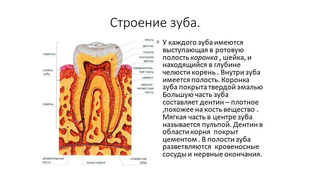Какие функции выполняет ротовая полость человека. Пищеварительная система человека строение зуба. Пищеварение в ротовой полости строение зуба. Зубы анатомия пищеварительная система. Строение зуба изнутри.