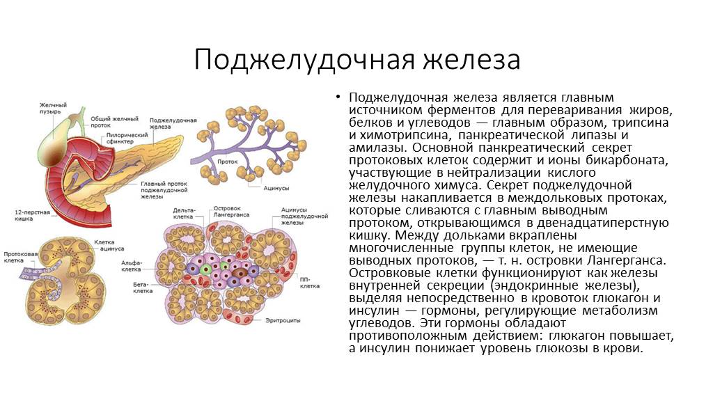 Влияние печени на поджелудочную. Клетки поджелудочной железы вырабатывающие ферменты. Протоковые клетки поджелудочной железы. Ферменты внешней секреции поджелудочной железы. Поджелудочная железа строение функции ферменты.