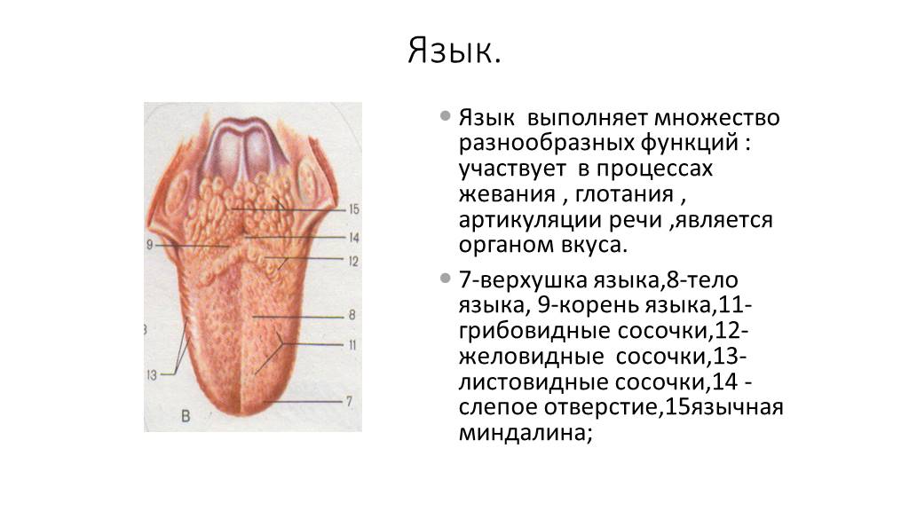 Рецепторы языка человека схема с описанием