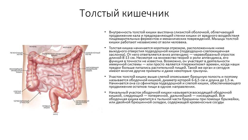 Мышцы стенки кишечника. Слизистая оболочка Толстого кишечника выстлана. Обработка пищи в толстом кишечнике. Толстая кишка механическая обработка. Химическая обработка в толстом кишечнике.