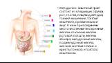 Желудочно-кишечный тракт состоит из следующих отделов: рот, глотка, пищевод, желудок, тонкий кишечник, толстый кишечник, прямая кишка и анус. К ним присоединены многочисленные экзокринные железы: слюнные железы ротовой полости, железы Эбнера, желудочные железы, поджелудочная железа, желчная система 